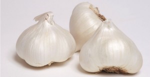 Fresh Garlic Heads