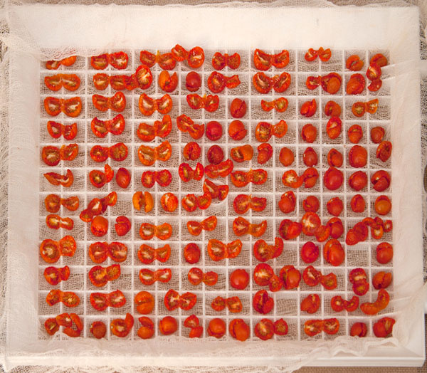 Tomatoes After 10 Hours Drying