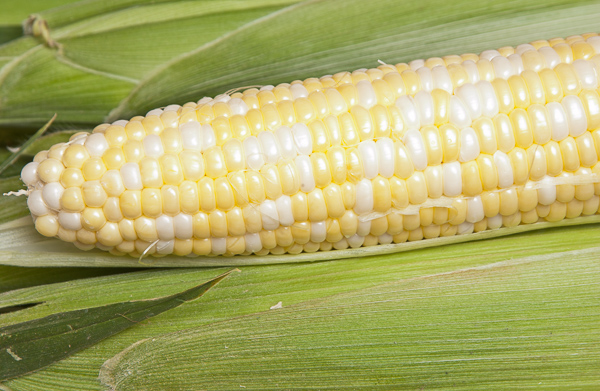Earn of white and yellow corn