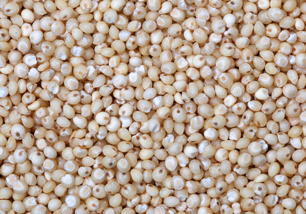 Close up of millet grain